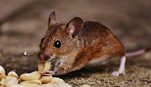 24 Hour & Emergency Exterminators in Oral Roberts Univ, OK